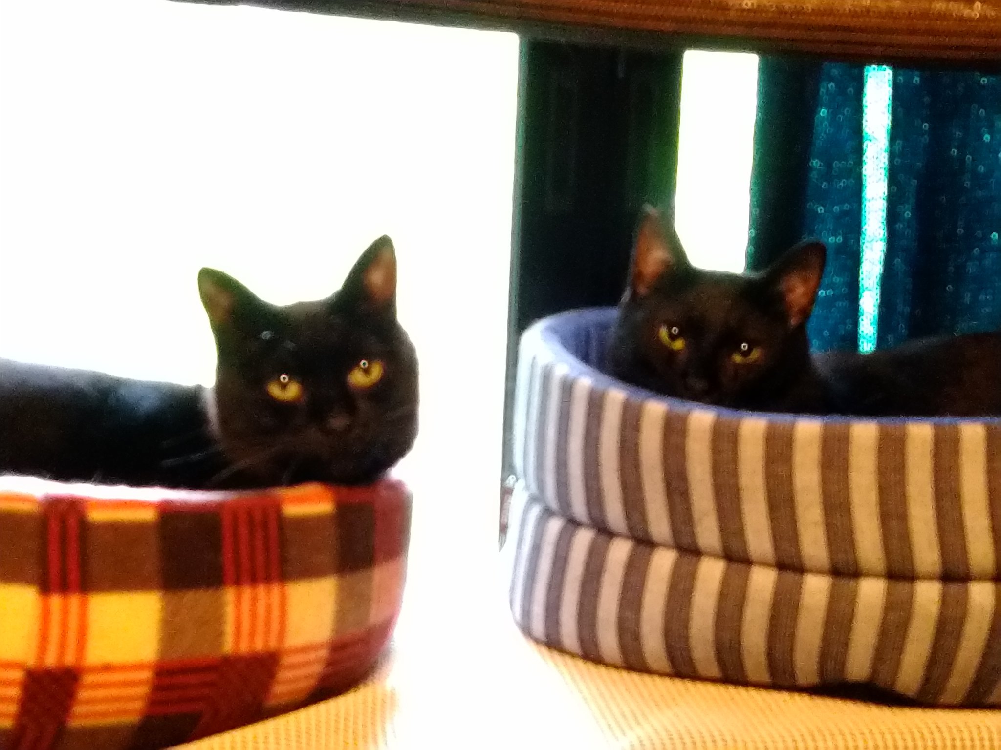 病み猫♡つぎはぎ猫♡黒 【公式通販】