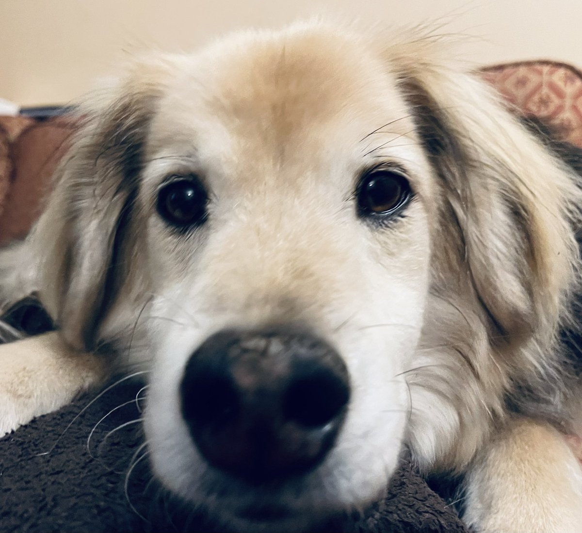 rainmaker203's tweet image. Neither Butch nor I can believe the weekend is almost over already! #SundayFeels