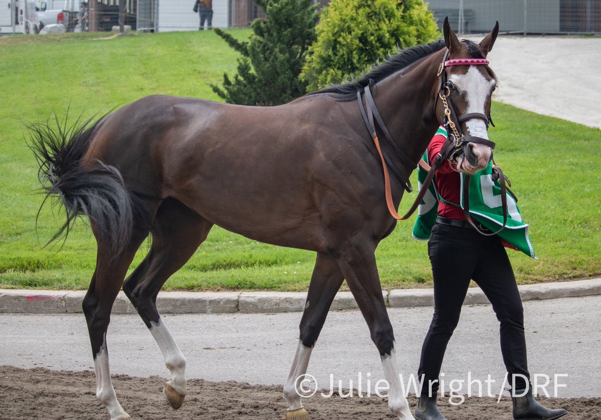 reddogcw's tweet photo. If you guessed this was a Get Stormy kid, you’d be right! LOL this is I Get It, who ran in the Colleen Stakes today for Mark Casse &amp; Gary Barber. #soflashy https://t.co/BhxAPHMFWQ
