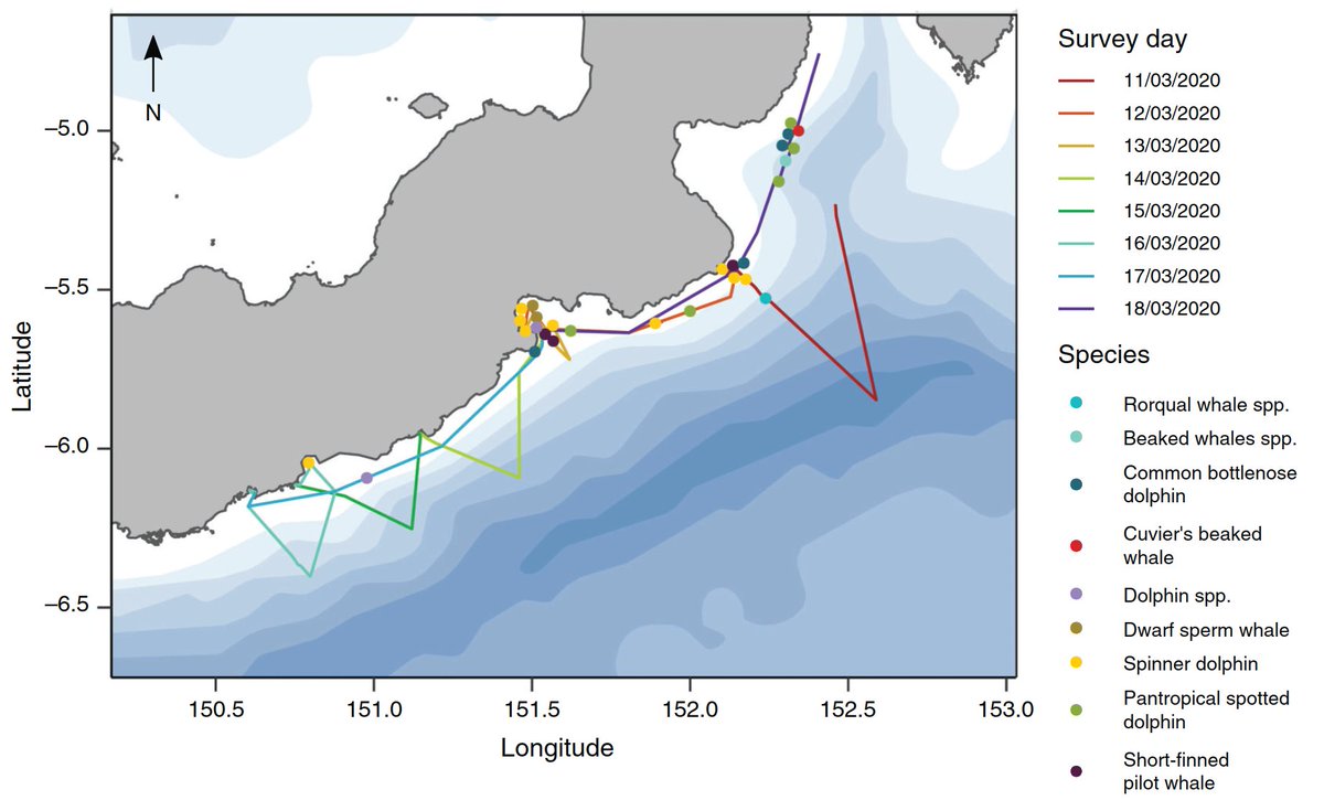 BecksPetrel's tweet photo. We're delighted to share this collaborative @AusMammals paper on our survey of cetaceans along the coast of southern New Britain. The aims of our @CommunityCEPF and @NatGeo work were to share knowledge and training and gather baseline data.

https://t.co/3zRnX0KFJi https://t.co/uSlqcHnQyE
