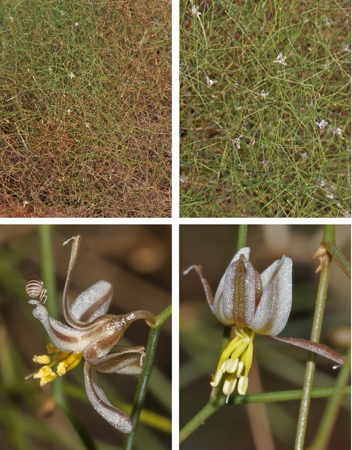 theplantpressAU's tweet image. Introducing the #Sand_Lilies, #Corynotheca #Asparagales. An intriguing genus of 13 species endemic to #Australia. New blog post: theplantpress.com/single-post/un… Open access revision paper: openjournals.library.sydney.edu.au/index.php/TEL/…