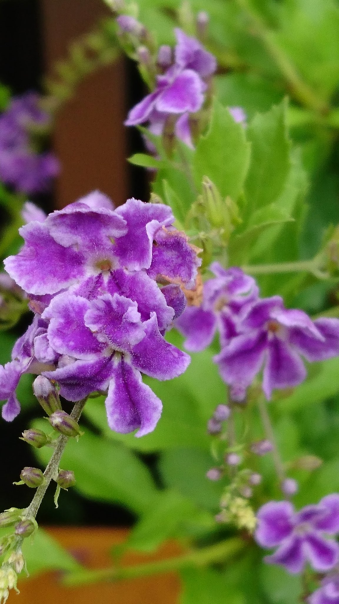 スーパーやさいマン デュランタの画像 花名は植物学者 ドゥランテス が由来 花言葉は あなたを見守る 目をひく容姿 デュランタ 見守る 目をひく 容姿 T Co 0dcvo9emmj Twitter