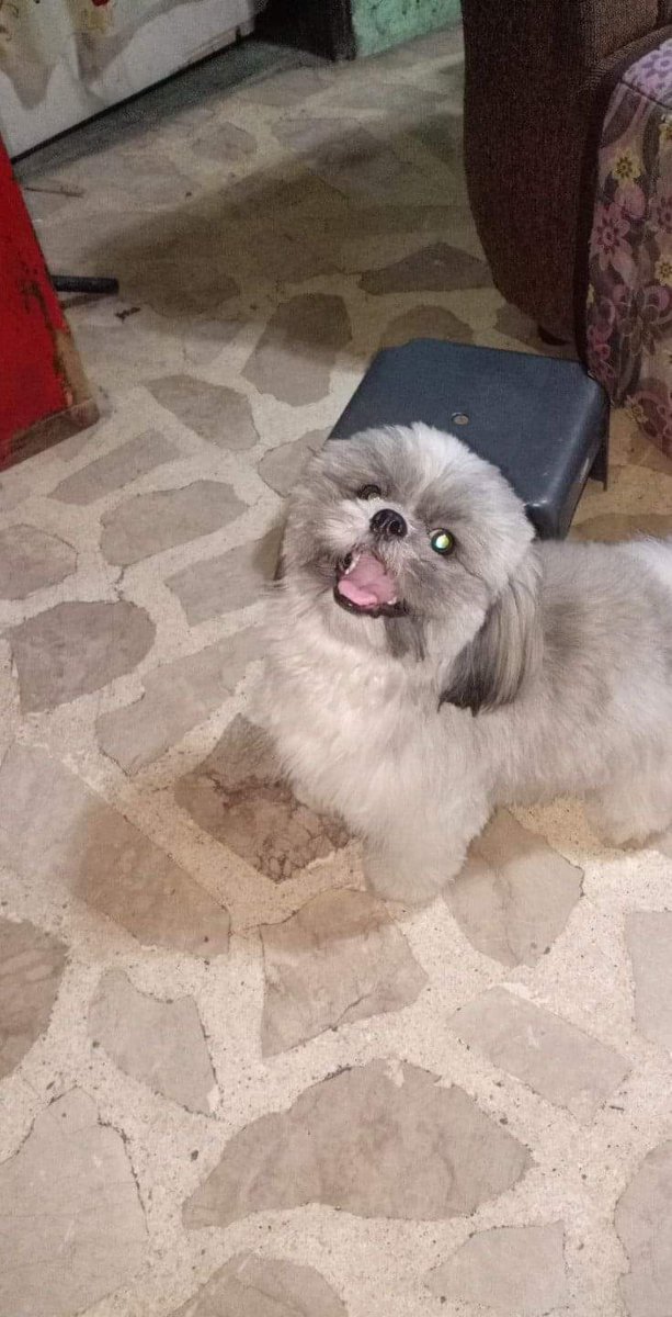 HeeeeyyyJudeee's tweet photo. Run free tonton 💔 https://t.co/267eaTAUCC