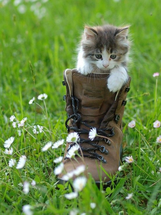 Caroline011x's tweet photo. ☆•☆ Good morning and happy Monday. 😻😍🌞🌿❤👋 ☆•☆ https://t.co/OQ4QiJM6AU