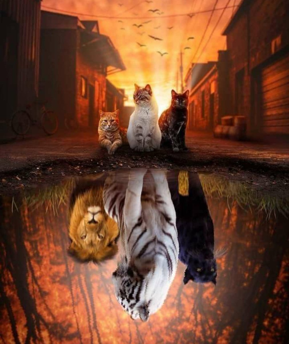 On His day ,every cats will be a lion
GOOD MORNING