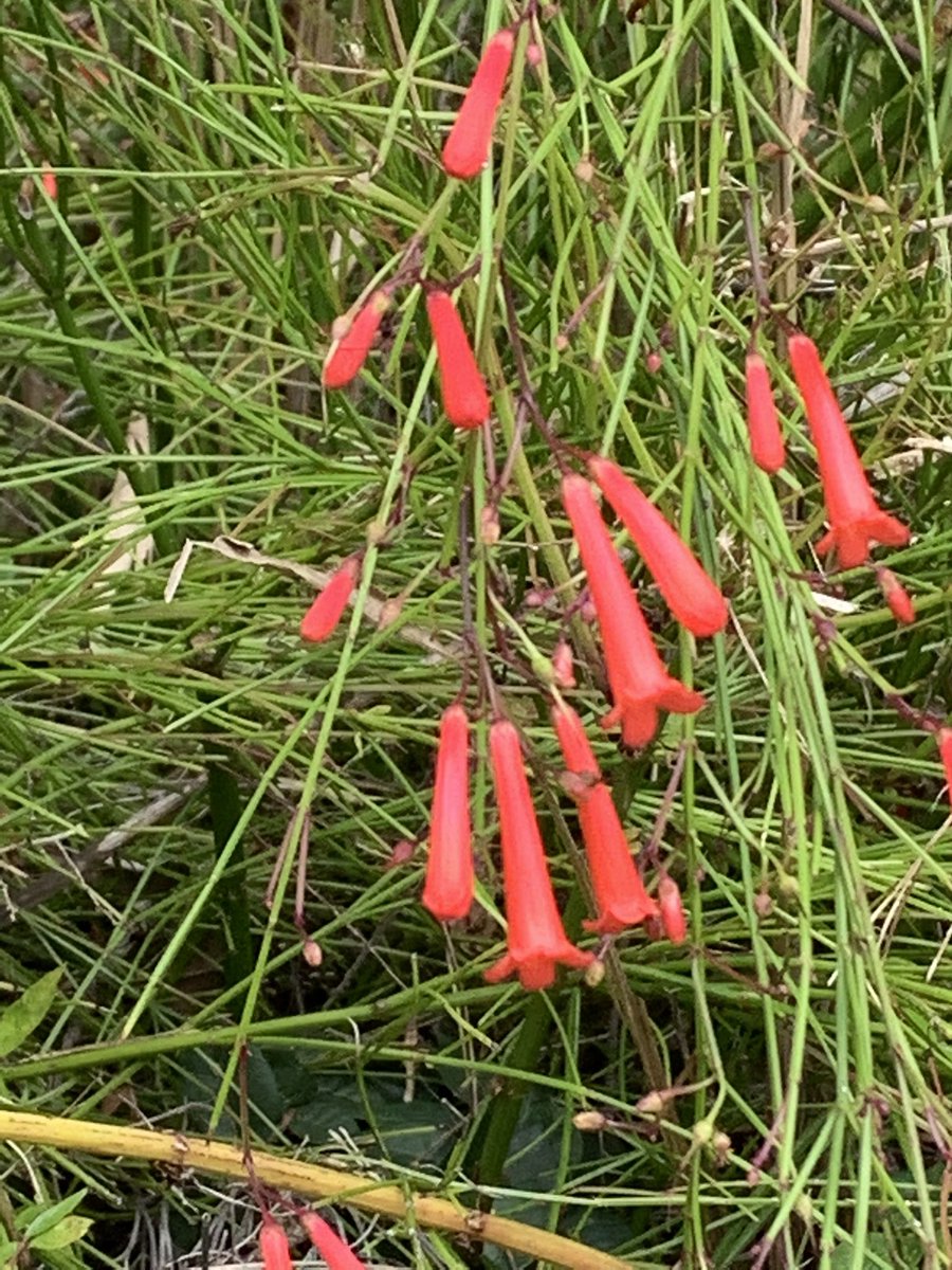 eisagirl1's tweet photo. 「ハナチョウジ」 "Coral plant," "Firecracker plant"

花言葉は、『旅立つのは今』
The language of this flower is "If you want a new journey, it is now or never".

Check It Out!⇒⇒⇒https://t.co/QR5oJbUMcK

#japan #okinawa #English #tourguide #flowers #Coralplant #Firecrackerplant https://t.co/U9TV9yCoEn