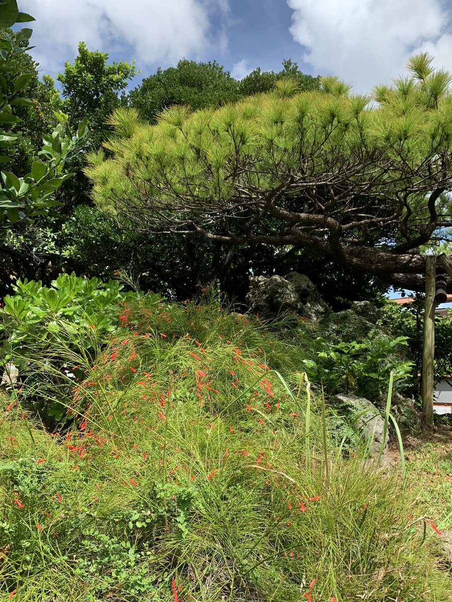 eisagirl1's tweet photo. 「ハナチョウジ」 "Coral plant," "Firecracker plant"

花言葉は、『旅立つのは今』
The language of this flower is "If you want a new journey, it is now or never".

Check It Out!⇒⇒⇒https://t.co/QR5oJbUMcK

#japan #okinawa #English #tourguide #flowers #Coralplant #Firecrackerplant https://t.co/U9TV9yCoEn