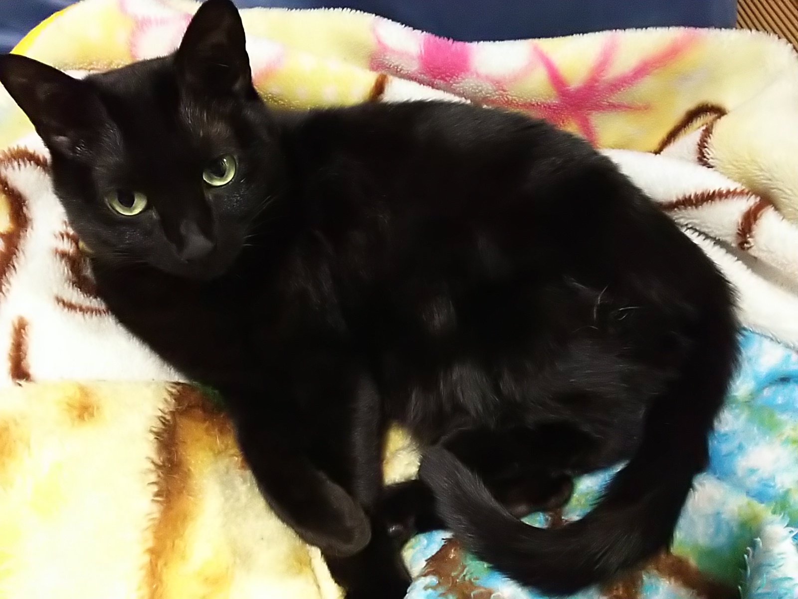 病み猫♡つぎはぎ猫♡黒 病み猫♡つぎはぎ猫♡黒 【公式通販】