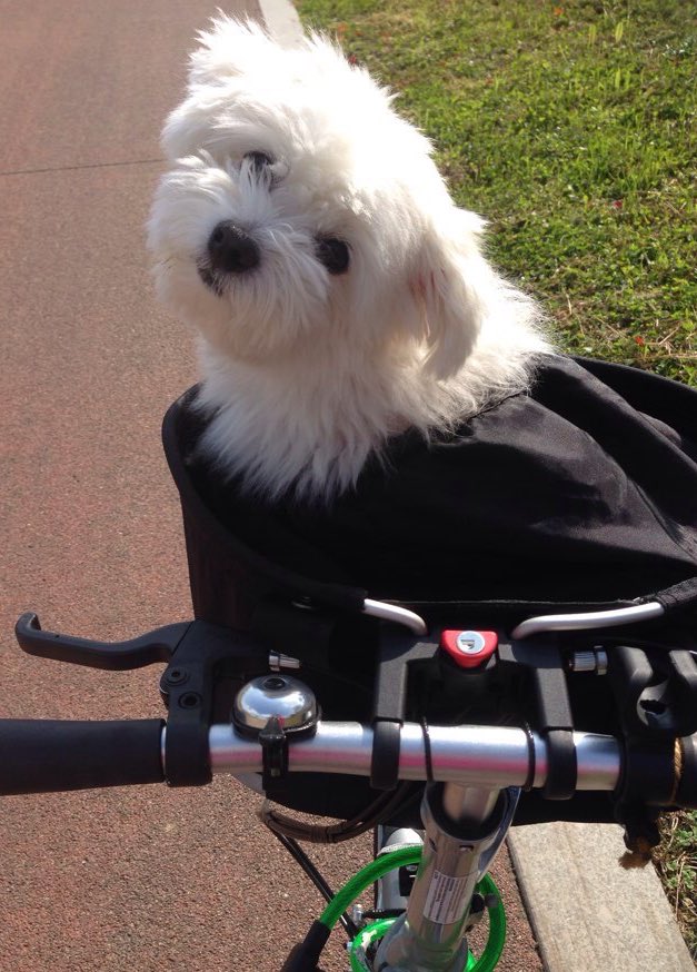 어부바 하는 거랑 자전거 타는 거 좋아요! 요즘은 맨날맨날 해요 (>_<)/ 하고싶은 거 다 할 수 있어요! (둘 다 저 맞습니다)