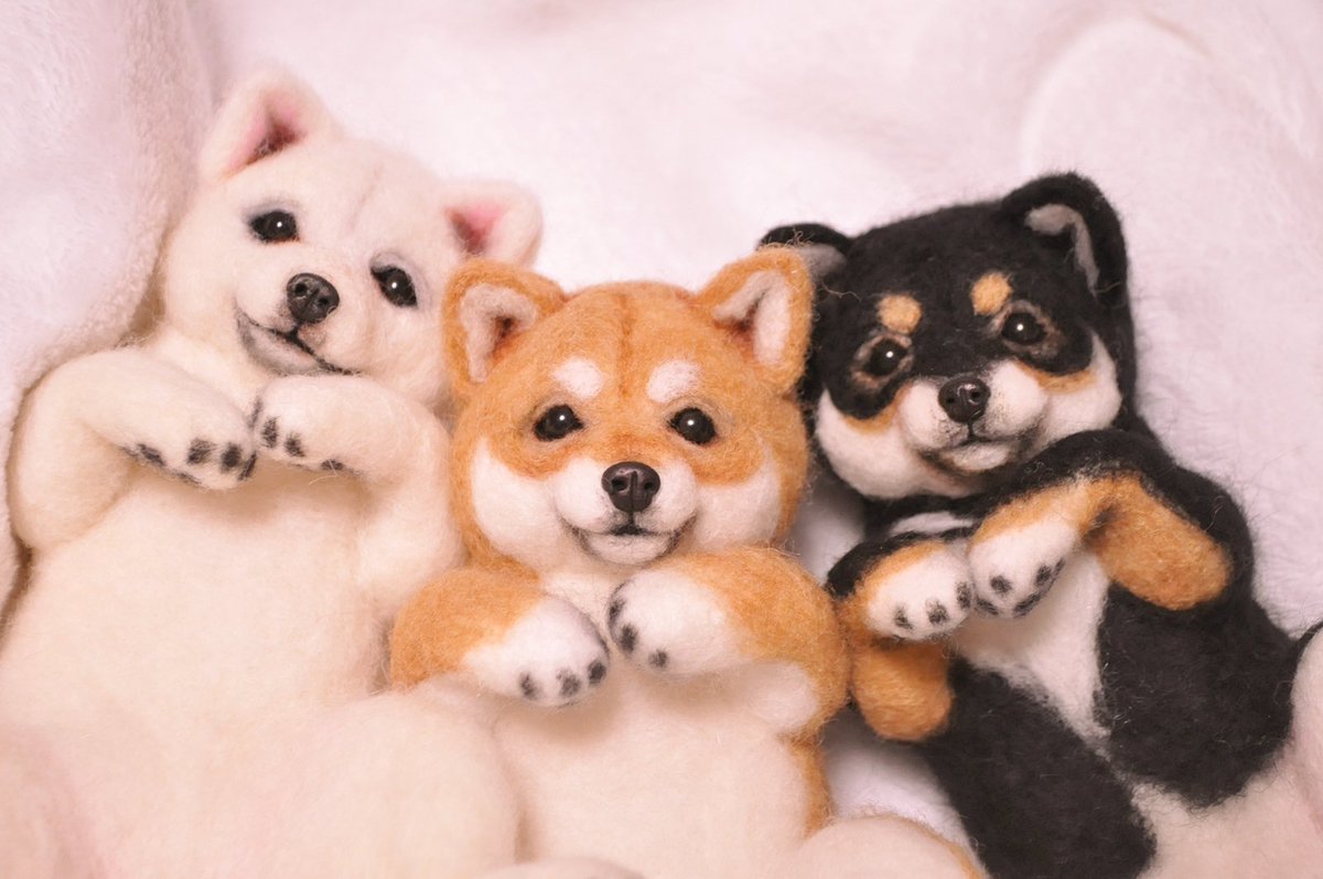 ヘソ天柴犬トリオが揃いました✨本日minneに出品します😊 #羊毛