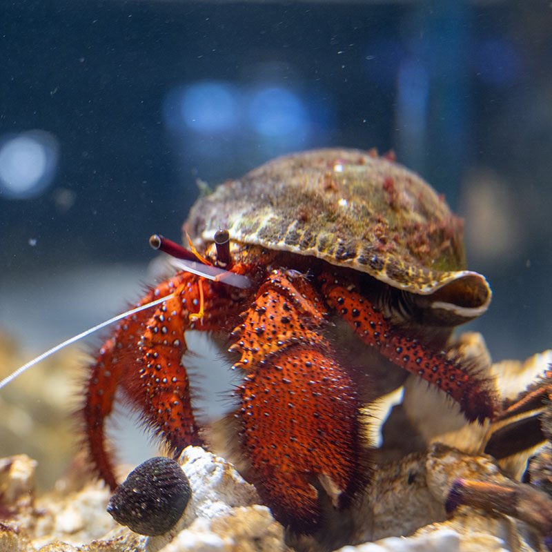 Dmmかりゆし水族館 Auf Twitter コモンヤドカリは大型のヤドカリの一種です 赤い体色に白い点が散在しています 夜間に活動することが多く イノー 水深が浅いサンゴ礁 から水深50mほどの深場までに生息します Dmmかりゆし水族館 1fでご覧いただけます 水族館