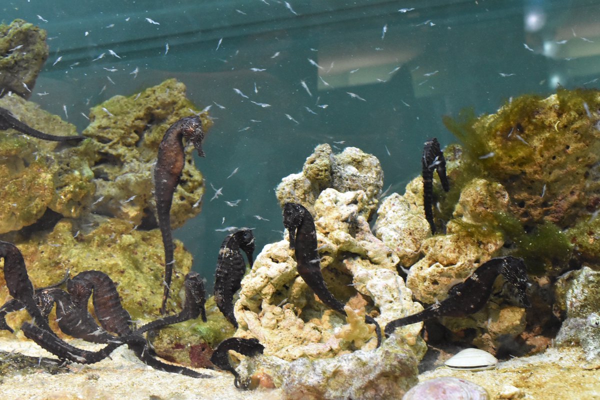 タツノオトシゴの仲間のクロウミウマの水槽で 飼育 員さんが エサやりをしている姿を発見 少ししてから 水槽へ行くと クロウミウマのごはんとなる 小魚がたくさん泳いでいた 沖縄の美ら海水族館と共同で 繁殖を進めている あつまれどうぶつの森 八景島