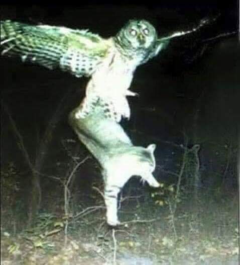 -Mi gato fue seleccionado para estudiar en hogwarts, exito michii.!