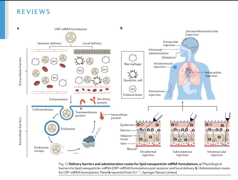 La tecnología del ARNm debe una importante parte de su éxito a la óptima liberación del material genético a nivel celular. La nanotecnología ha sido clave para lograrlo. Una gran revisión resume décadas de esfuerzo. 
nature.com/articles/s4157…
