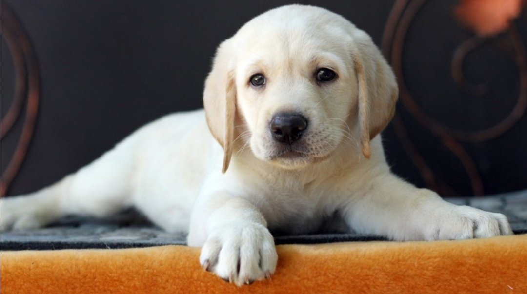 wero_orew99's tweet photo. Legend says dat als herexamen doggo op je feed komt, je voor al je herexamens zult slagen xoxo https://t.co/oit29QXtAD