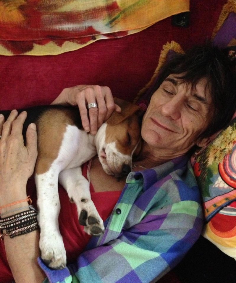 Danielcato93's tweet photo. @thismorning A ROLLING Stones fan met his idol Ronnie Wood — after saving his beloved dog.
Daniel Cato, 27, stopped beagle Dolly darting across a main road then called the number on his collar. https://t.co/vXjBuXAqXh