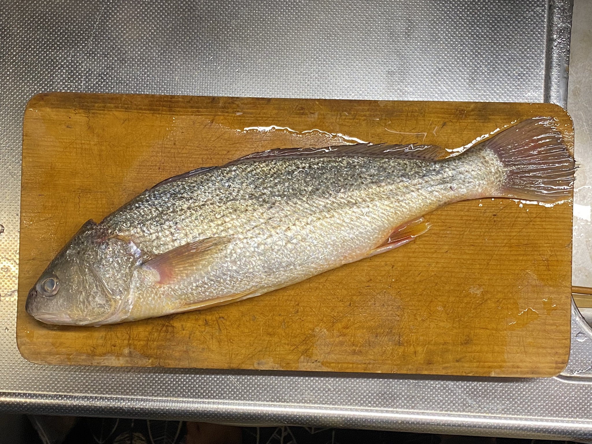 Funa さすがレア魚の宝庫 吉池 コイチという魚は知らなかった 見ての通りイシモチ ニベ の仲間で西日本ではよく流通するらしい ちゃんと活け締めされてるから刺身で食べる 徳島県産925gグラム108円で1匹904円 吉池
