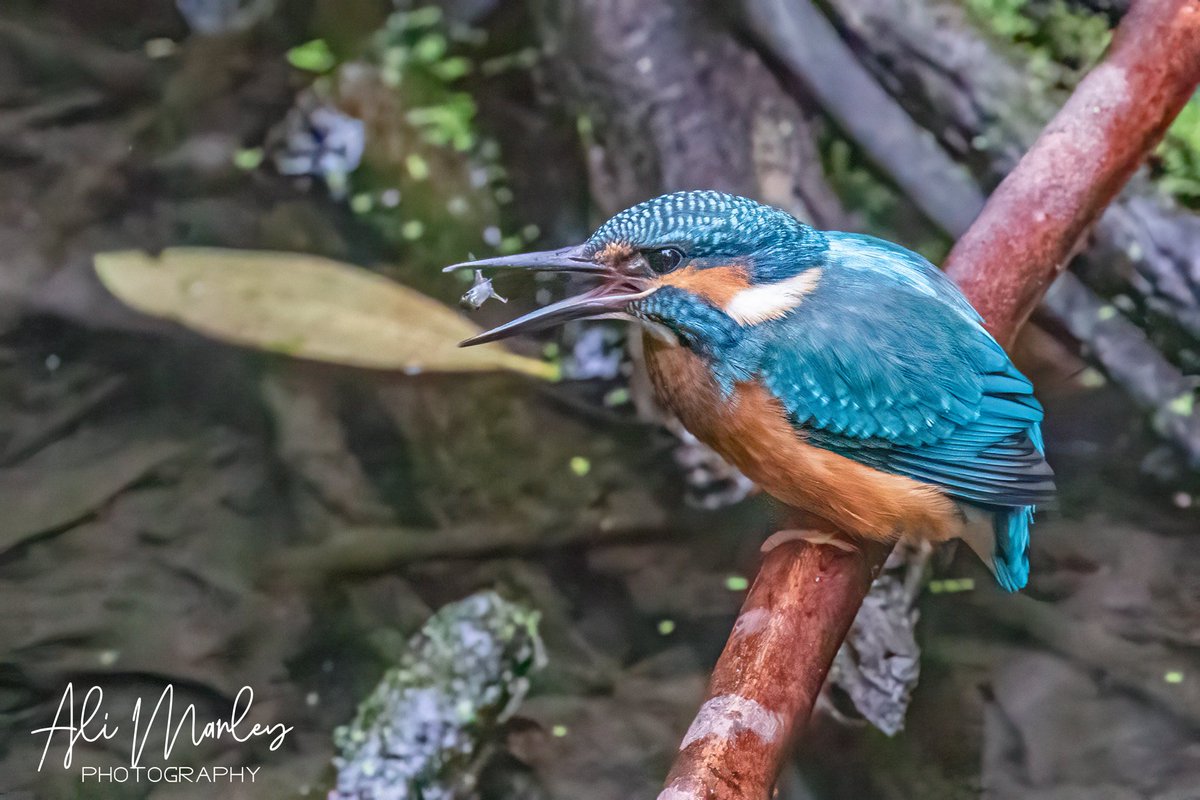 Catch of the day 

#kingfishers #kingfisher #kingfishersofinstagram #birdsofinsta #birdonabranch #birdphotograph #birdphotography #bird #birdphotography #birdphotographer #birding #birdwatching #birdphotographyworld #rspb_love_nature #rspb #yorkshirewildlife #yorkshire #roundhay