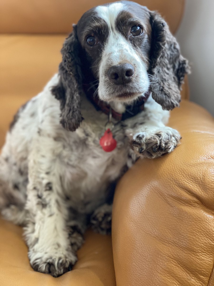 SpanielsSuper's tweet photo. @anne_mcevoy Not for me it isn’t!……. Snoopy on the other hand? #NotFair #PoorLittleMe https://t.co/dz2DNBr2s1