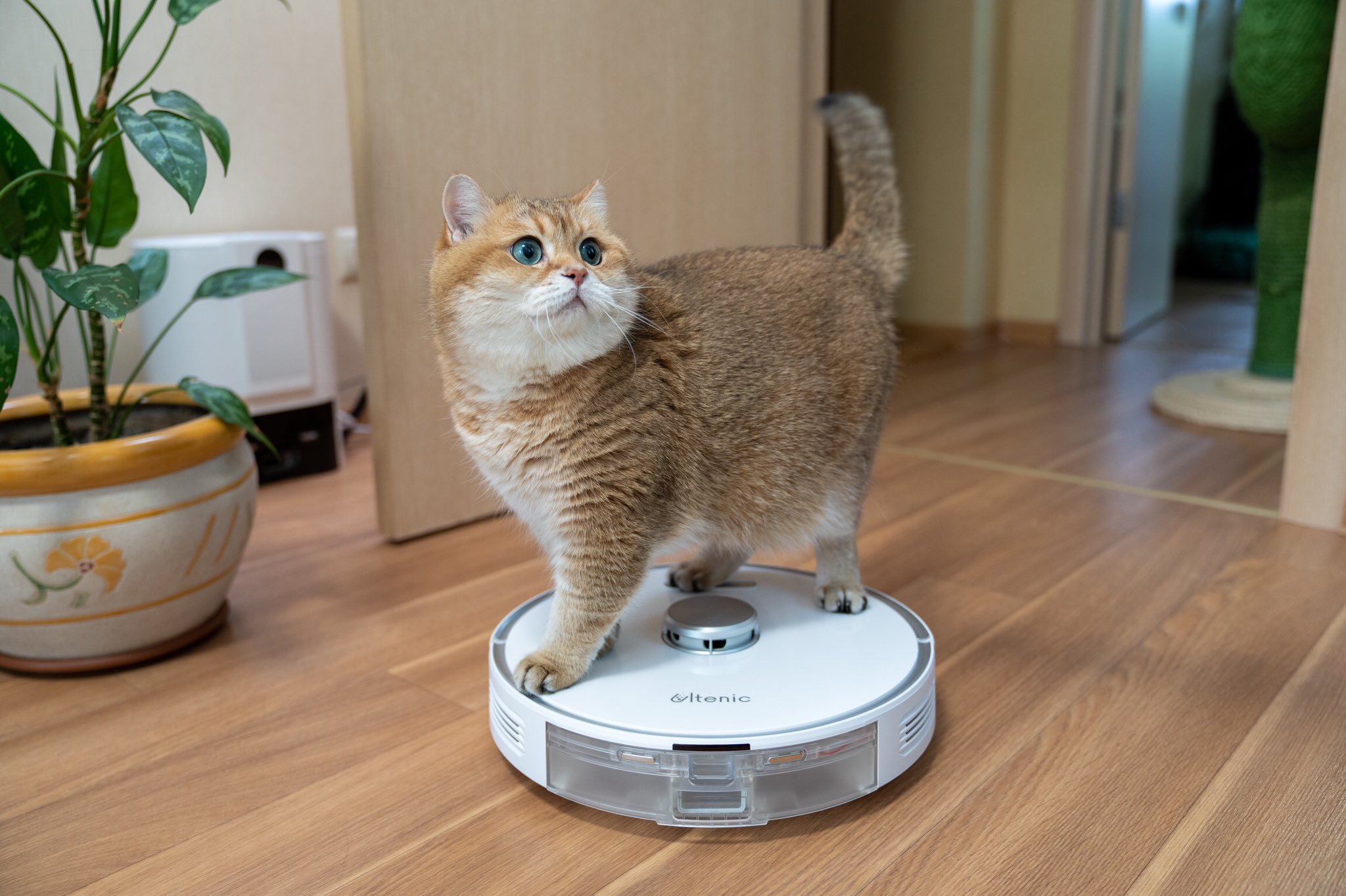 Hosico cat on Twitter: "I ride a robot vacuum cleaner! 😹 / Twitter