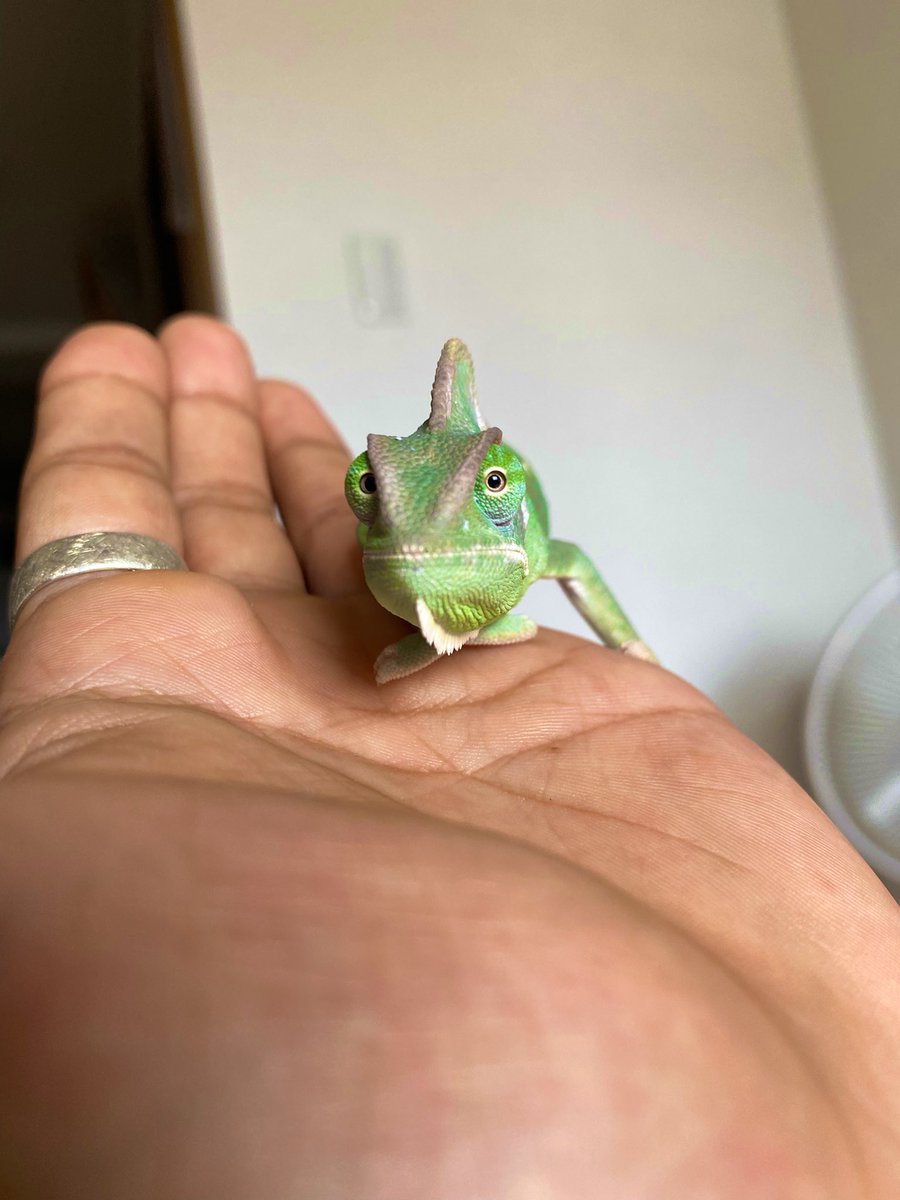 ジュマンジです🐸