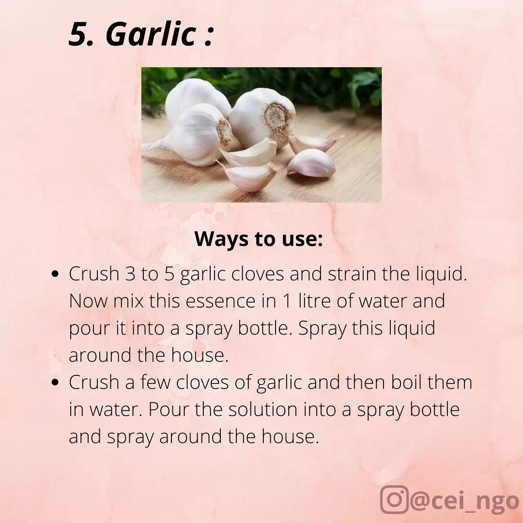 CEI_NGO's tweet photo. 2/2

#naturalmosquitorepellent 

#nature #ecofriendlyliving #sustainable #mosquitorepellent #nocarbonfootprint #lesspollution #noplastic #ceingo #lemon #citrus #lemongrass #lavender #eucalyptus #essentialoils #neem #garlic #nochemicals #guiltfree https://t.co/tVLPRb4bG2