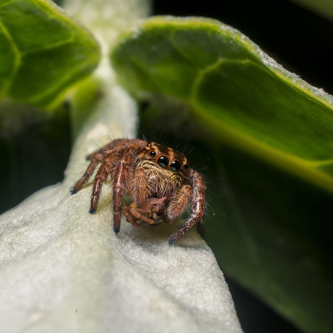 SpidersATSea's tweet photo. It's a spider-eat-spider world! A jumping spider (possibly a female Carrhotus viduus) sits quietly on a Calotropis plant enjoying its morning meal. Meal = tiny crab spider! Yes, spiders prey on other spiders in this complex web of life. + https://t.co/xWBk8rGlnU