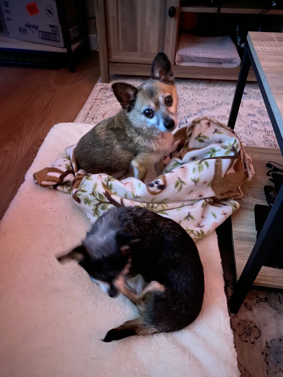Kuramitos's tweet photo. she's invading my bed again! 🙄🐕 #chihuahua #dogsoftwitter https://t.co/eV3wK5c04f