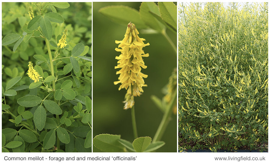 LField2020's tweet image. Common melilot - displayed at Monks and Medicinals @Hospitalfield one of several legumes appearing in the wild LF garden post-lockdown (lightly nodulating) : once tried as a forage in Scotland and known from antiquity for healing properties @TrueLegumes