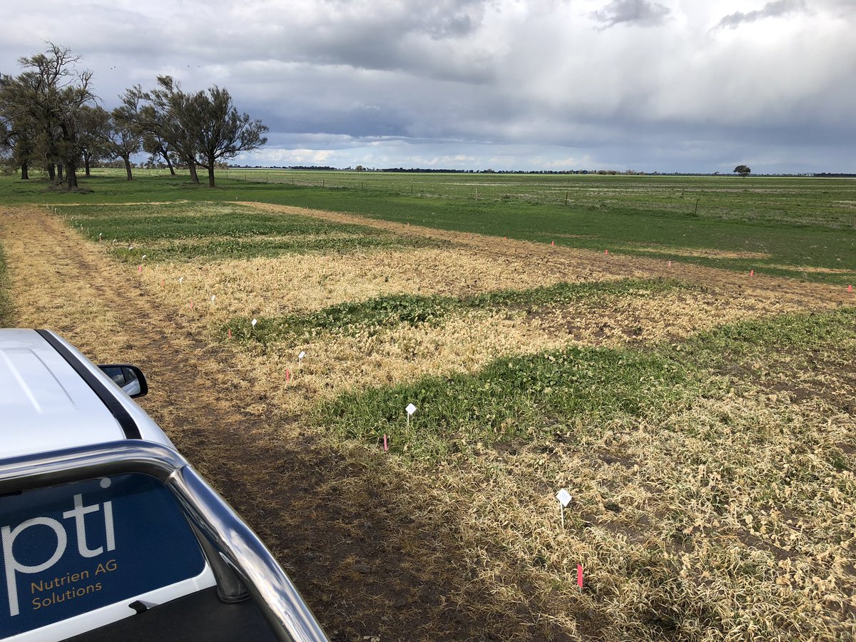 warwick_stone's tweet photo. Some awesome comparisons on the knockdown treatments at our trials site. A lot of grasses and big broadleaf weeds in there for a good spectrum analysis of each treatment https://t.co/plqkqmmnPY