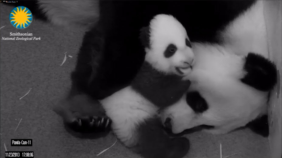 Tian Tian tweet media