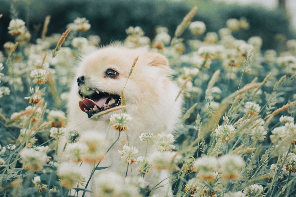 Who's a pretty girl then, me tis me, I'm da Pwetty One🐶🌸🐶🌸🐶 #cutedogs #norjampetstore #prettypups #organicpetproducts #organicpetcare #dogsofinstagram Photo Credit: Alvin Nee