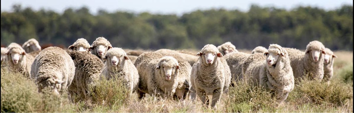 Next Monday! RSVP ASAP
Winning With Weaners – WICKEPIN
Date: Monday 30th August 2021
Location: Wickepin Community Centre
Register here:  trybooking.com/BSXQM
@sheepsback <a href="/woolinnovation/">Australian Wool Innovation</a>