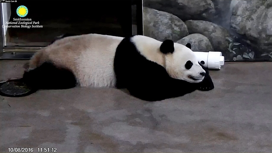 Tian Tian tweet media