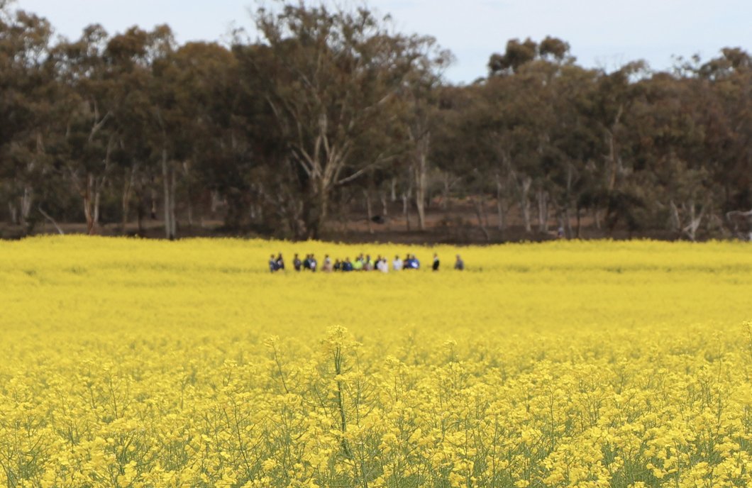 Only 2 weeks until Spring Field Day!
Field trials and variety releases.Presentations and discussion on local issues, opportunities to network and mellow out with a brew at the end of the day.Register here: trybooking.com/BTGSL 
<a href="/summitfertz/">Summit Fertilizers</a> <a href="/agtbreeding/">AGT</a> @DPIRDWA <a href="/EldersLimited/">Elders</a>