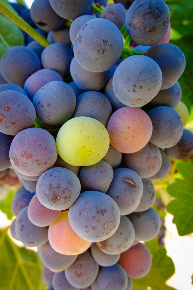 DORibera's tweet photo. ¡Buenos días!

Sabemos lo cerca que estamos de recoger los frutos de la nueva añada cuando nuestros viñedos empiezan a lucir así de hermoso 🍇😍🍇
#felizlunes https://t.co/mzYUYsaazC