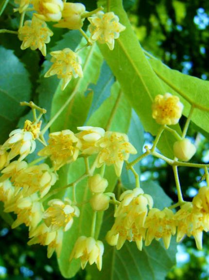 花 夫婦愛 は しわの中に住む ストバイオス 5世紀 ギリシャの文筆家 今日の誕生花 菩提樹 花言葉 夫婦愛 4時 ﾅｴ