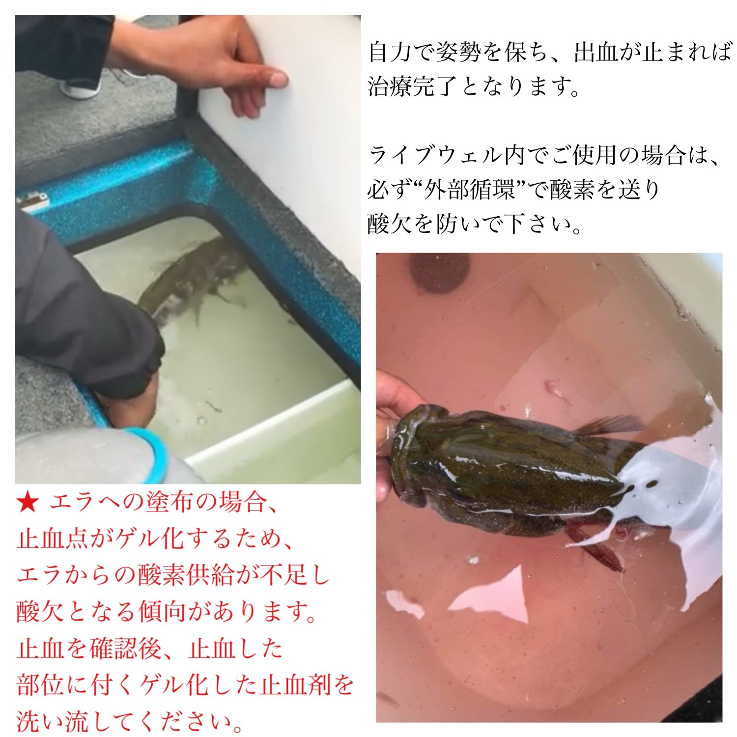 修平 戸田 Syutoda29 Twitter