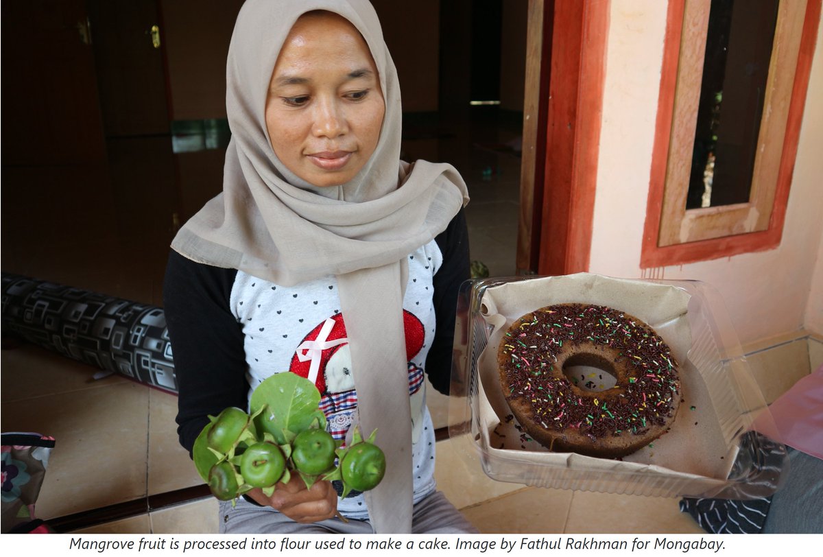 The more I read about mangroves the more I get excited. The value of mangroves is indispensable.

Here is the chocolate from the Sonneratia flour. 
I need to taste this. #Generationrestoration #conservation #restoration
#Mangroves #Monday