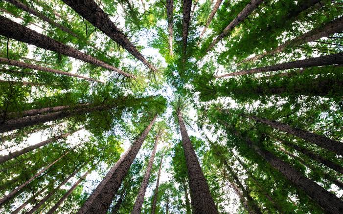 FaniaAali's tweet photo. "Forest are the lungs of our land, purifying the air and give fresh strenght to our people".#HumSySaafPakistan https://t.co/9qFJF3kb5x