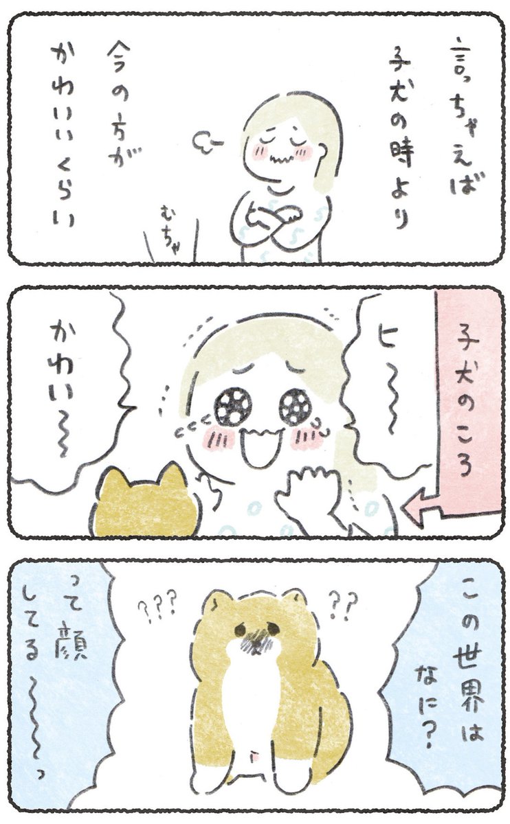 犬、子犬の時が一番かわいいのかと思いきや
そんなことはなく、

今日が一番かわいい!✨

毎日かわいさ増してる!明日もっとかわいい!

のですが、
まずは子犬の頃の話をどうぞ!(前編)☺️

#豆しばこつぶ
(1/2) 