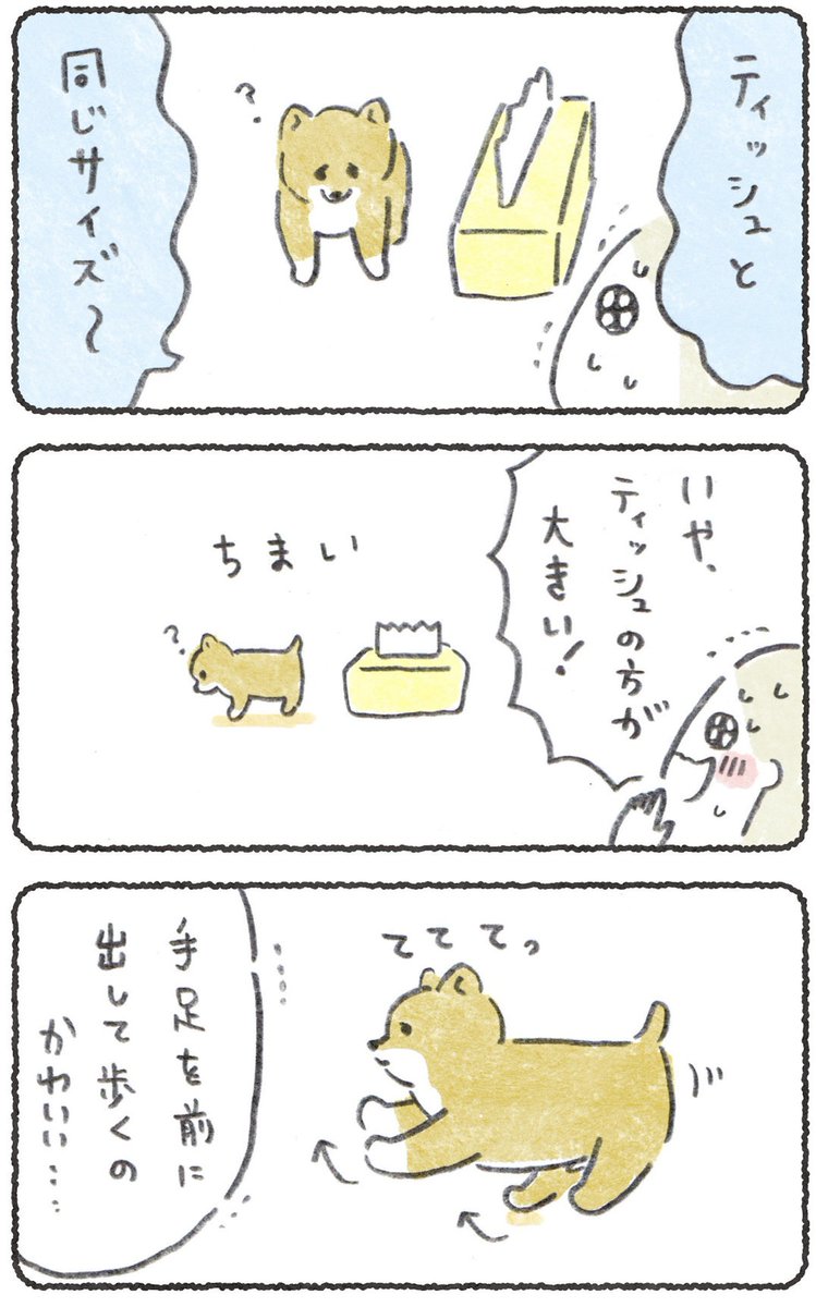 犬、子犬の時が一番かわいいのかと思いきや
そんなことはなく、

今日が一番かわいい!✨

毎日かわいさ増してる!明日もっとかわいい!

のですが、
まずは子犬の頃の話をどうぞ!(前編)☺️

#豆しばこつぶ
(1/2) 