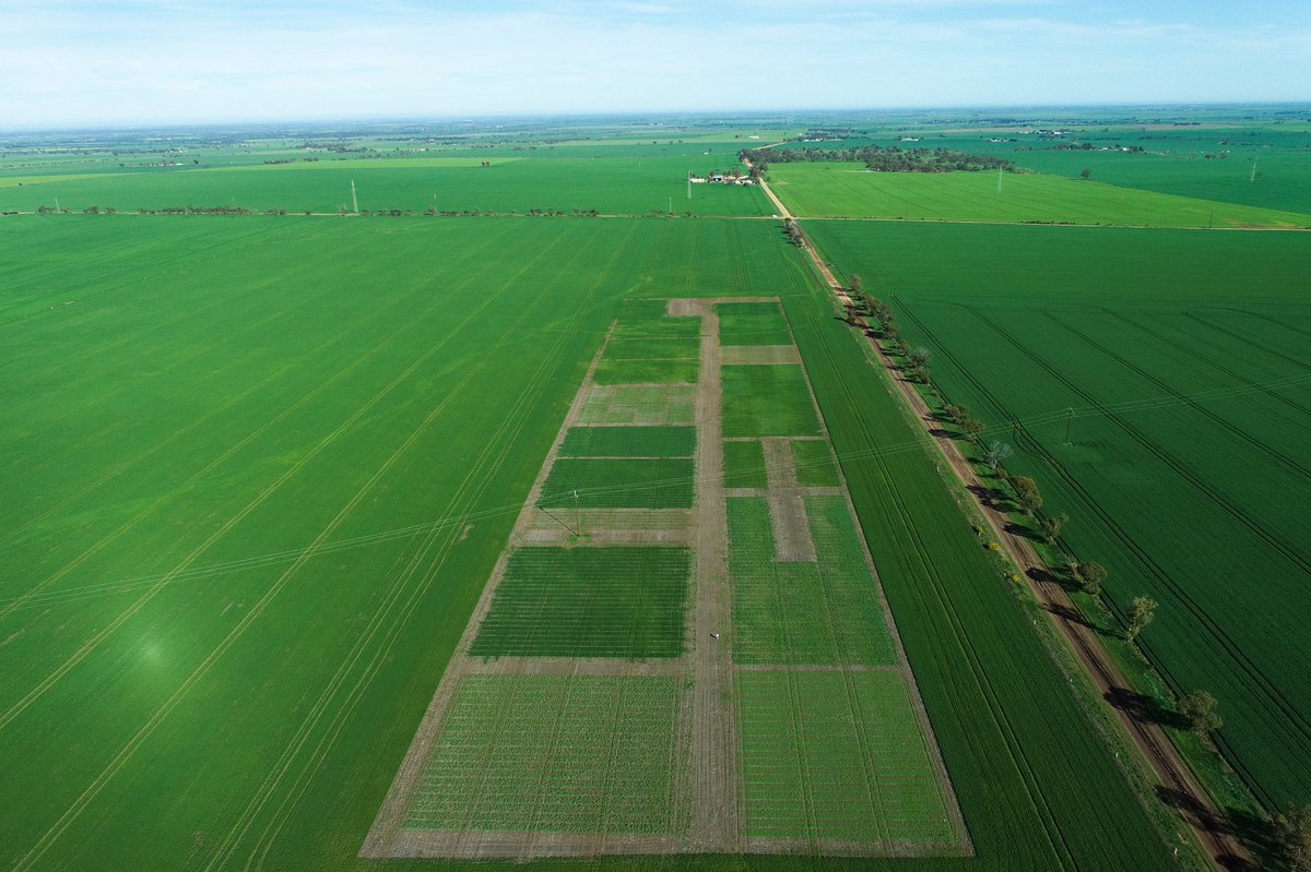 AgXtra's tweet image. We are looking forward to our high school and University teams coming out in a weeks time to the 2021 Crop Comp field day! 🌱

It will be exciting to have all the teams come out and see how their decisions have influenced crop growth as we come into Spring. 

#cropcomp #agxtra
