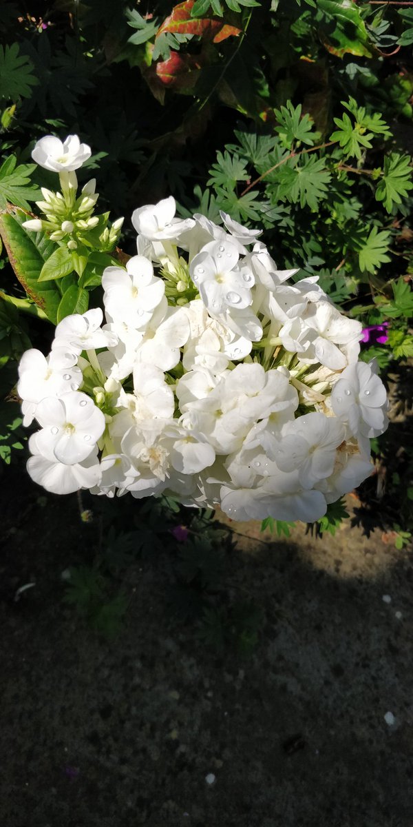 Getting some lovely #phlox popping out on the garden this last week. Crisp dew drops are here shown for your viewing pleasure. #singletweetchallenge achieved!