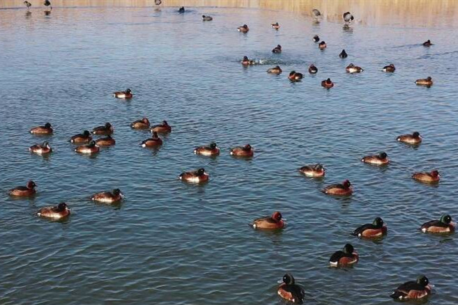 TouchShandong's tweet photo. Recently, Baer's #pochards (#Aythyabaeri) were successively photographed in Dongping #Lake in E #China’s #Shandong province. According to experts, Baer's Pochard is a critically endangered species, whose global population is below 2,000. #charmingshandong #nature #ecology #birds https://t.co/8IYJg2fS6g