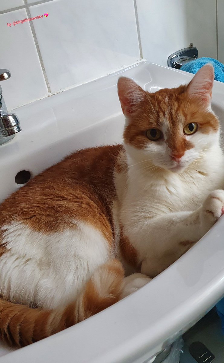 birgitlissowsky's tweet image. Happy #kittyloafmonday and a good start to the new week lovely friends 😻💖🐾😹❤🐾😽 Grey and wet today too, better to stay inside 🌫🌧🙀