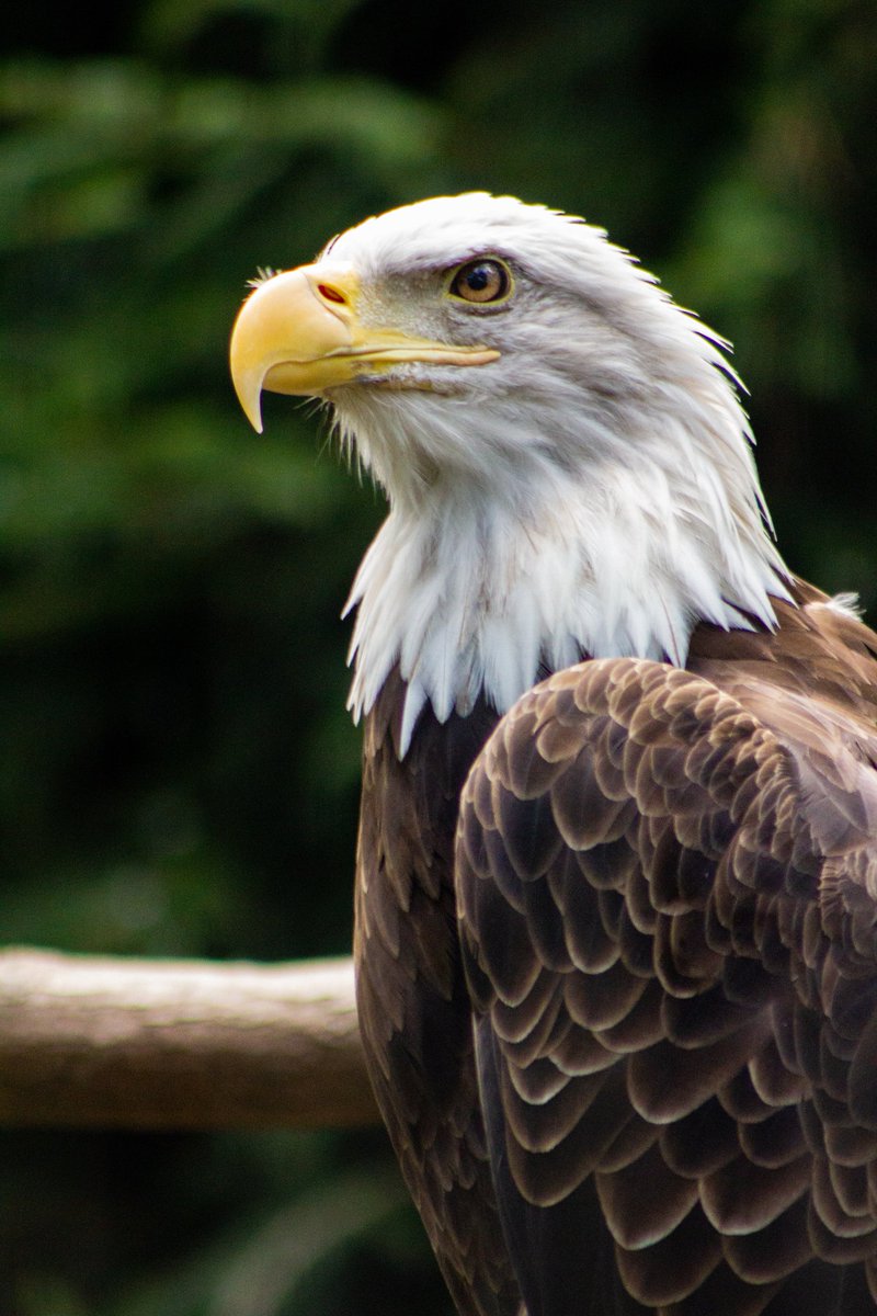 Birds eagle
.
.
.
.
.

.

.
.
.
.
.

.
.
#bird_watchers_daily #birds_of_instagram #bird_captures #birds_of_ig #bns_birds #birdphotography #bird_lovers_daily #birdextreme #bb_of_ig #your_best_birds #bird_sultans #birds_adored #almightybirds #birdsonearth #birdfreaks #animals