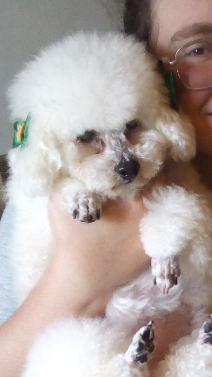 carolyrodri_'s tweet photo. A poodle mais amável do mundo, (a rip thread)

#teamamospolly
#rippolly https://t.co/23gpG9xSCc