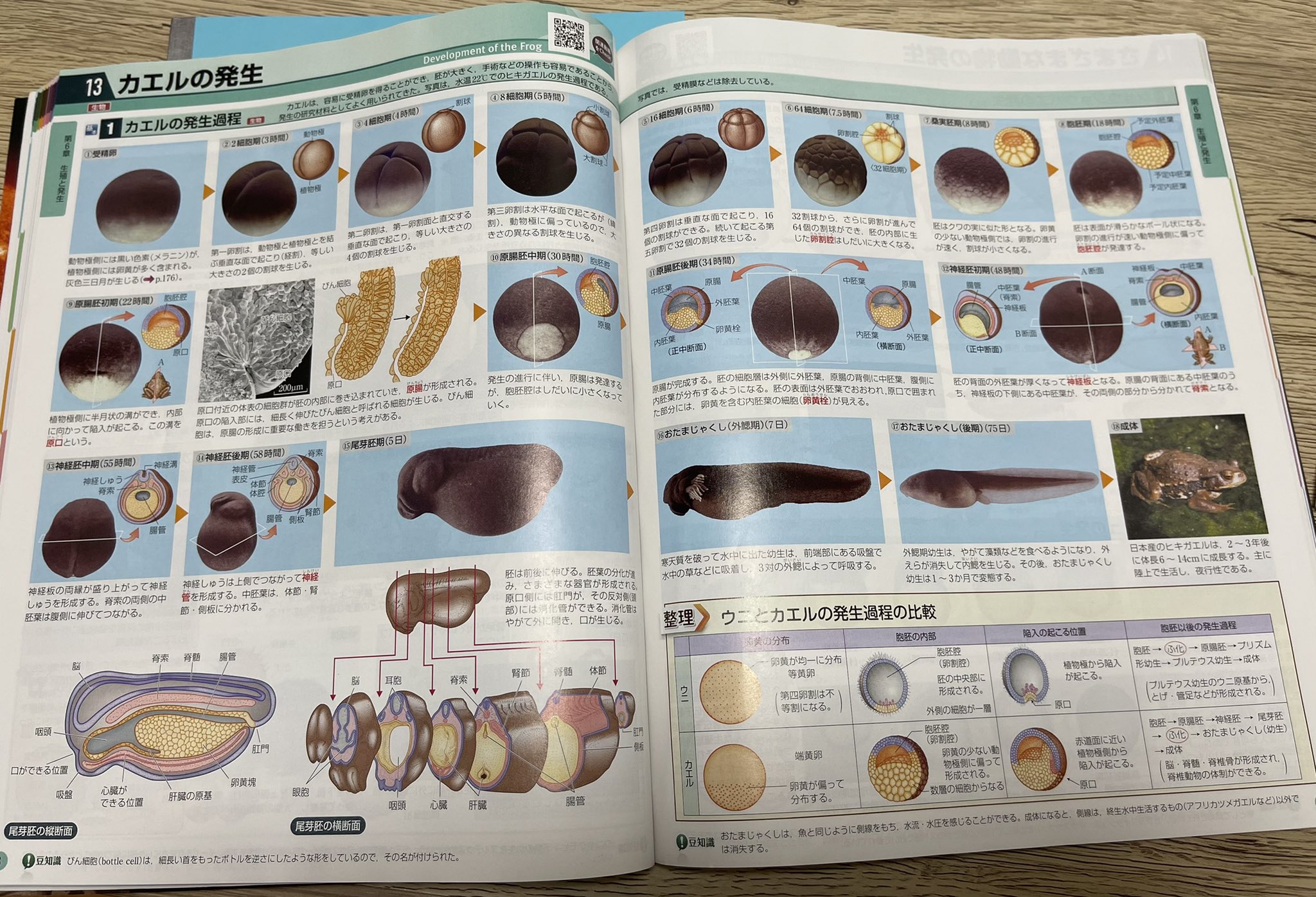 入江聖奈 お蔵入りしてた生物の教科書にこんなピンポイントな説明が 覚えるぞー T Co 0gqomsnnms Twitter