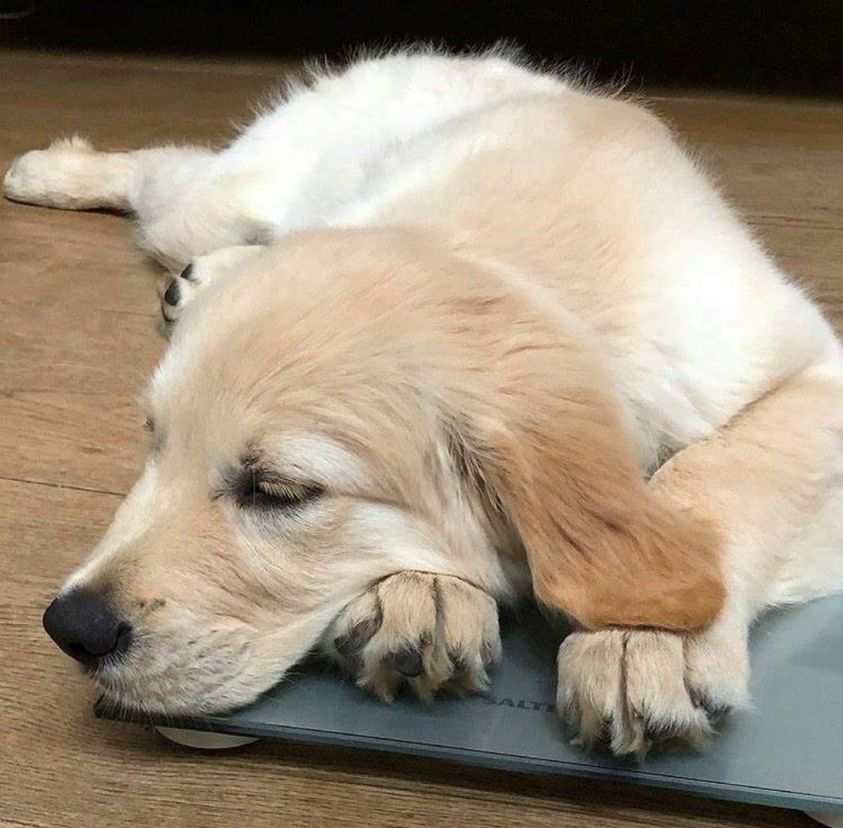 When you’ve bought the dog a perfectly good bed, and they sleep everywhere else but the bed. 🐶

Turns out our scales are pretty comfy 😉😴

📸 the adorable @the_life_of_claude_and_elmo
